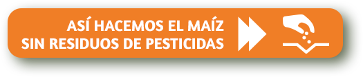 Así hacemos el maíz sin residuos de pesticidas
